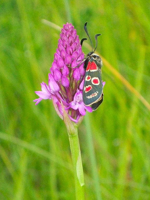 Anacamptis pyramidalis e Zygaena spp.